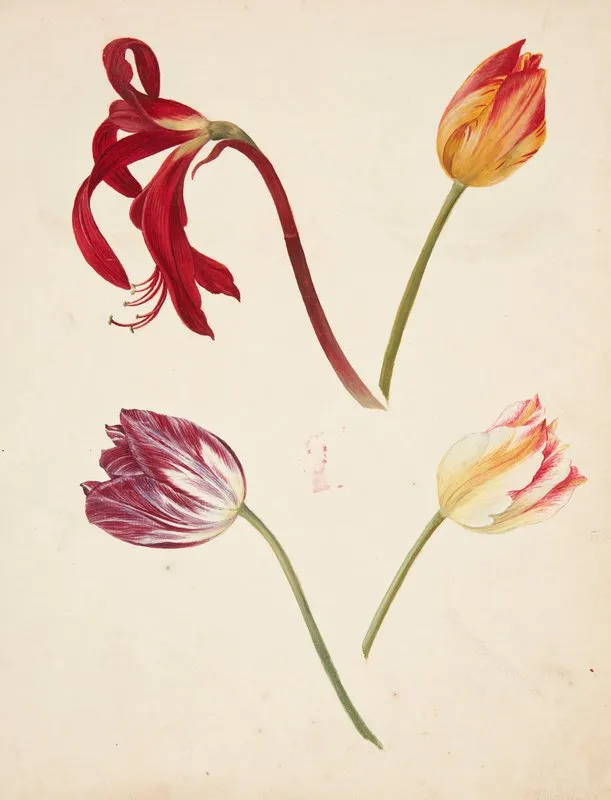 Studie Af Tulipaner Wall Art by Johanna Fosie - High-Resolution Digital Print