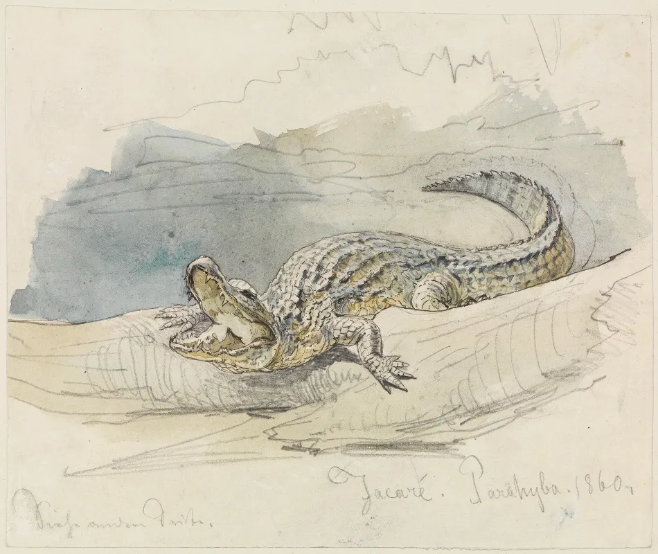 Studie Eines Alligators Wall Art by Ferdinand Keller - High-Resolution Digital Print