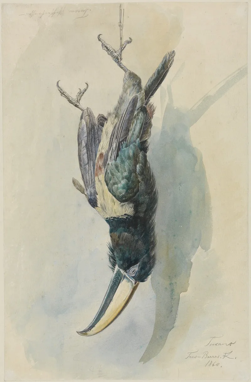Studie Eines Tukans Pfefferfresser Wall Art by Ferdinand Keller - High-Resolution Digital Print