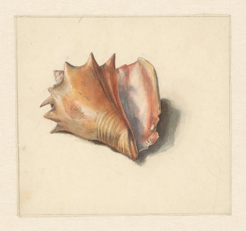 Studie Van Een Schelp Wall Art by Albertus Steenbergen - High-Resolution Digital Print