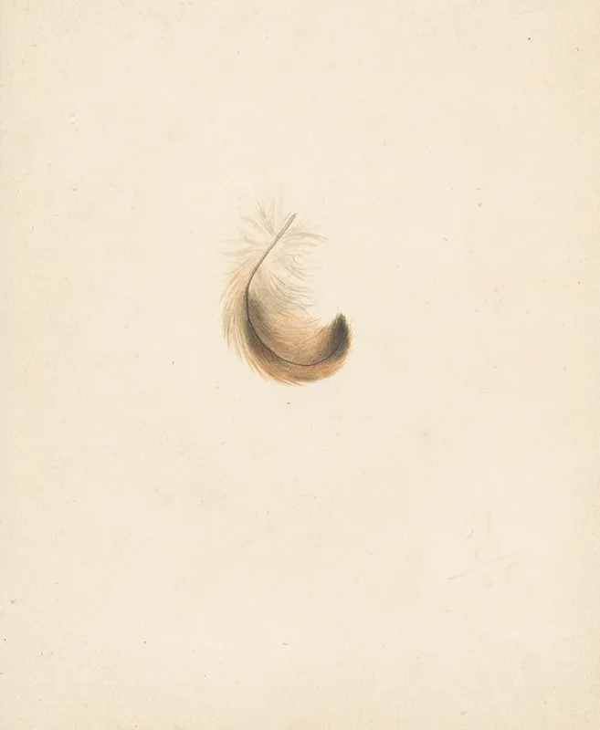 Studie Van Een Veertje Wall Art by Albertus Steenbergen - High-Resolution Digital Print