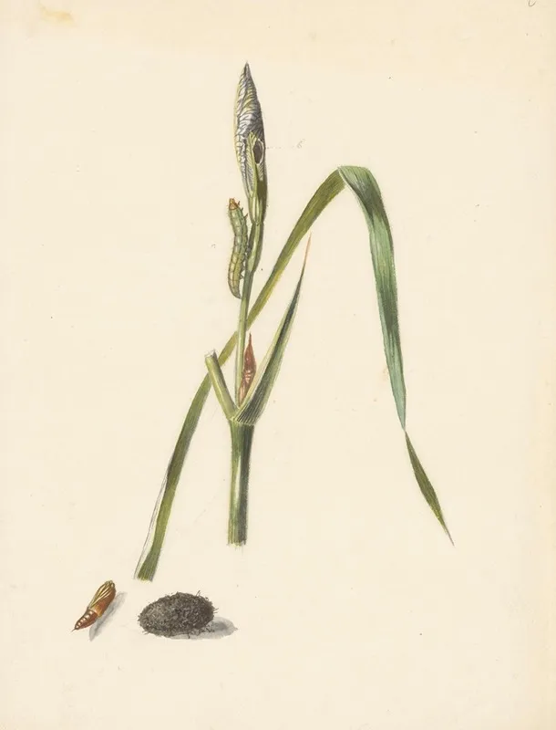 Studie Van Iris Met Rups Eronder Een Cocon En Ingesponnen Rups Wall Art by Albertus Steenbergen - High-Resolution Digital Print