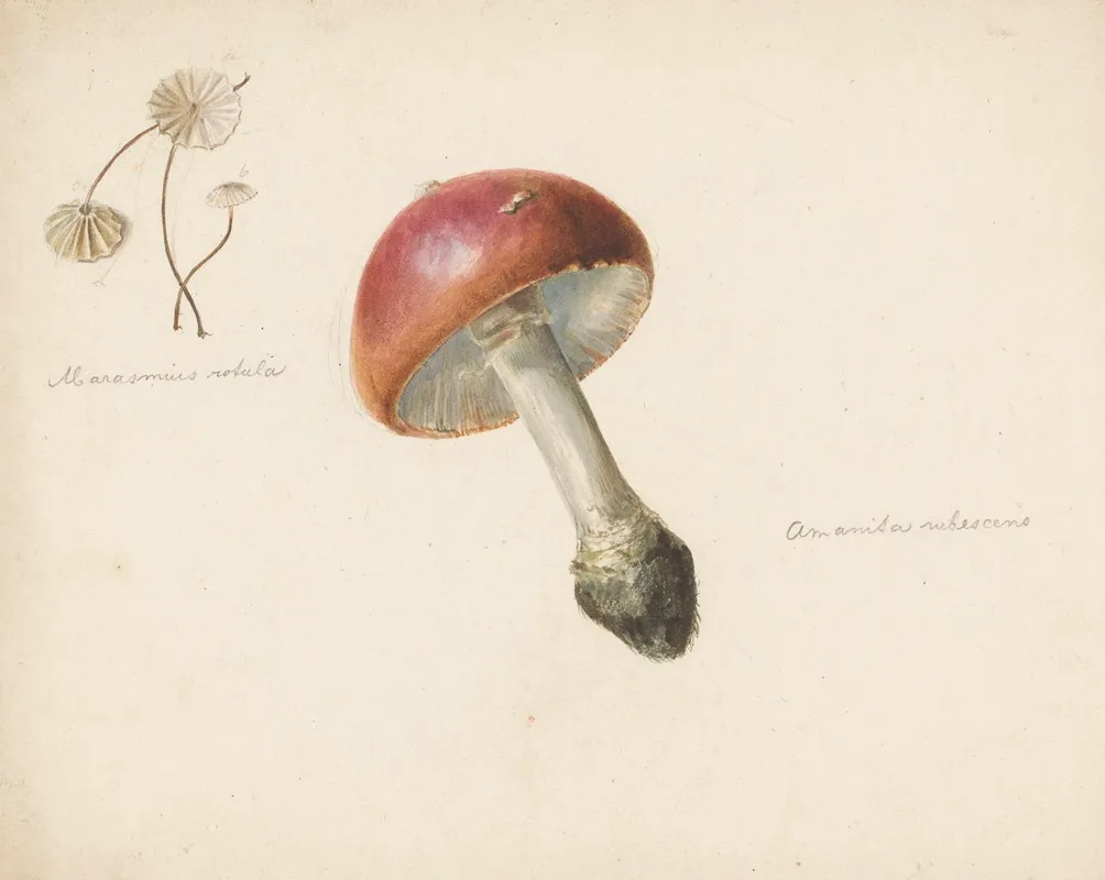 Studieblad Met Paddestoelen De Amanita Rubescens En De Marasmius Rotula Wall Art by Albertus Steenbergen - High-Resolution Digital Print