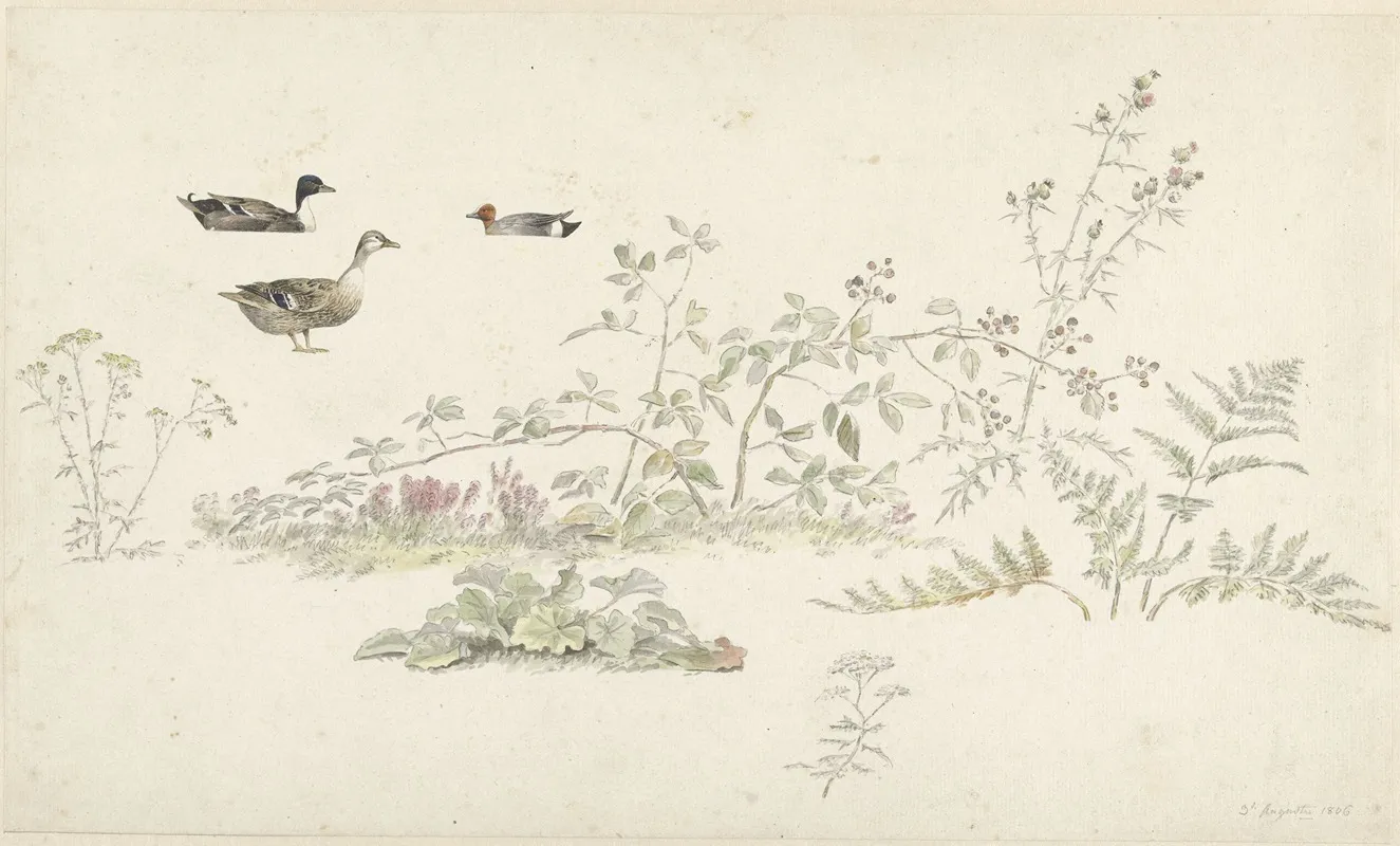 Studieblad Met Planten En Watervogels