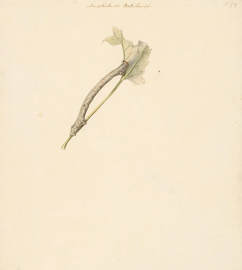 Studieblad Met Rups Amphidasis Betularia Wall Art by Albertus Steenbergen - High-Resolution Digital Print