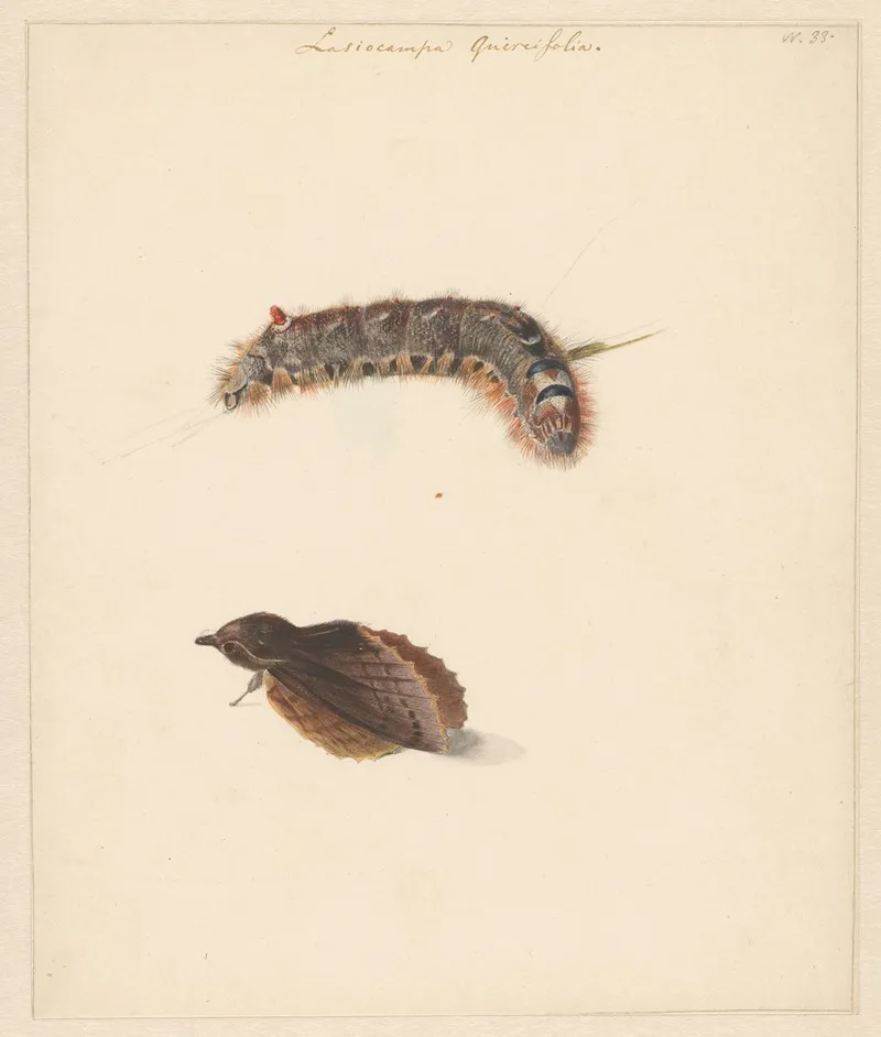 Studieblad Met Rups En Nachtvlinders Lasiocampa Quireifolia Wall Art by Albertus Steenbergen - High-Resolution Digital Print