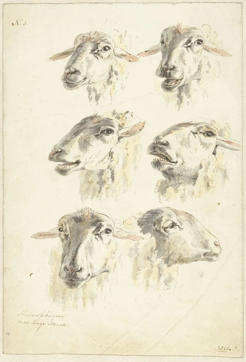 Studieblad Met Zes Schaapskoppen
