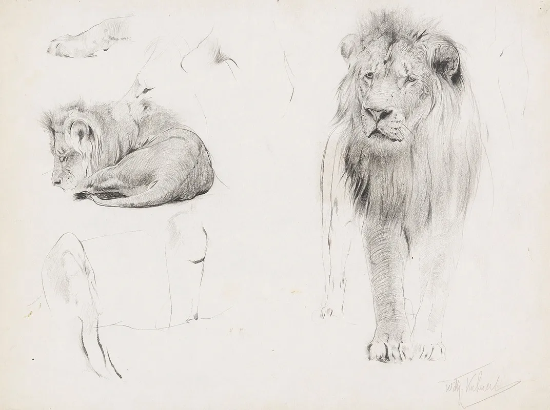 Studienblatt Lowe Von Vorn Und Schlafender Lowe