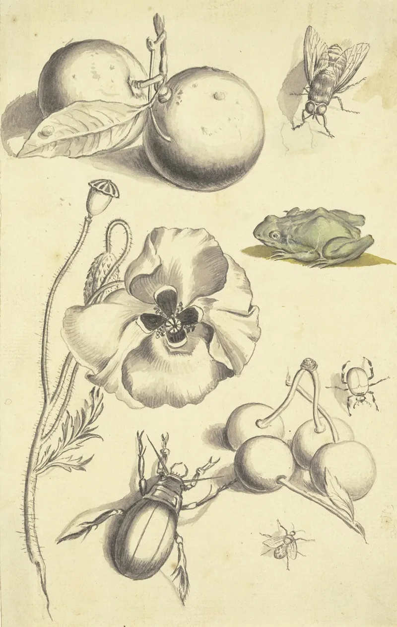 Studienblatt Mit Einer Mohnblume Pflaumen Kirschen Zwei Kafern Einer Fliege Einer Biene Und Einem Frosch Wall Art by Johann Daniel Bager - High-Resolution Digital Print