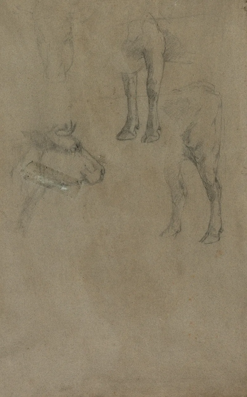 Studies Of A Bull Wall Art by Johan Barthold Jongkind - Canvas Print