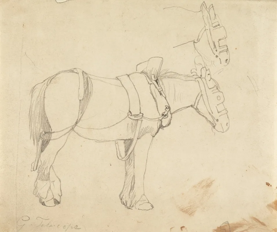 Studies Of A Carthorse