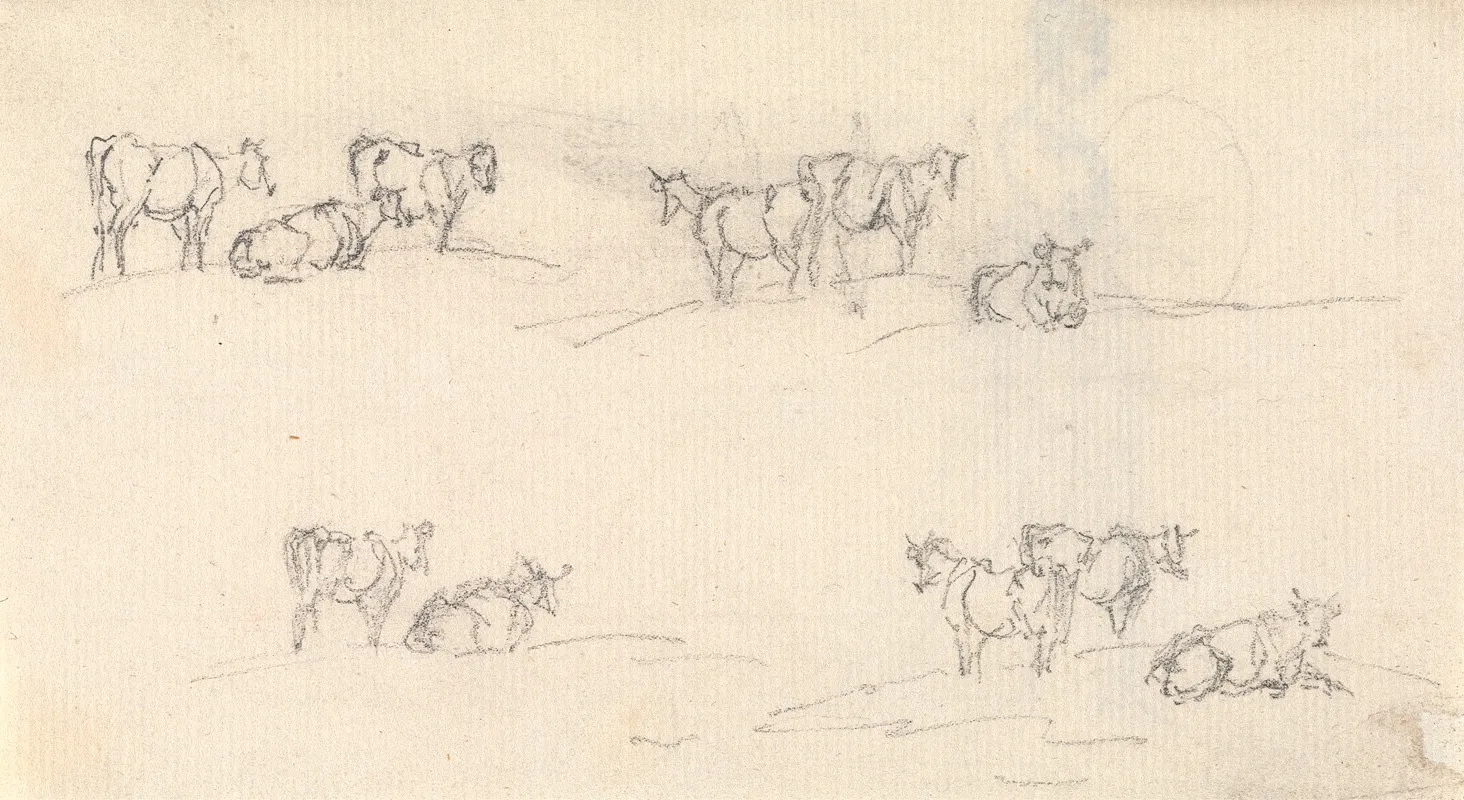 Studies Of A Cattle