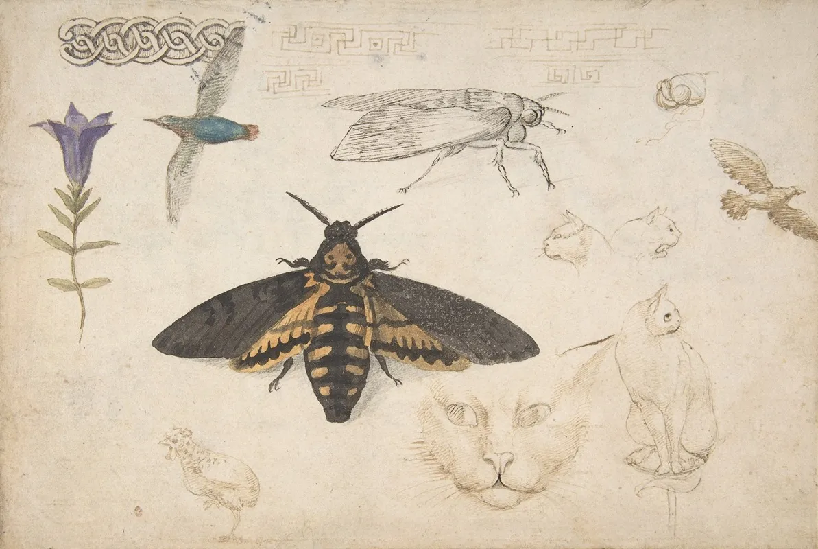 Studies Of A Gentian Moth Birds Cats Interlacing Motif And Greek Frets Wall Art by Giorgio di Giovanni - High-Resolution Digital Print