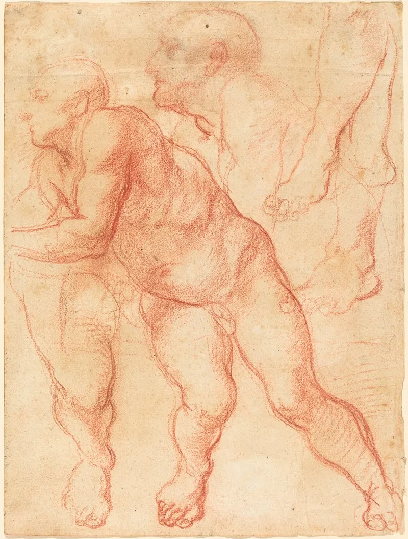 Studies Of A Male Nude