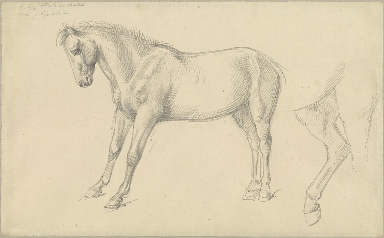 Studies Of A Pony