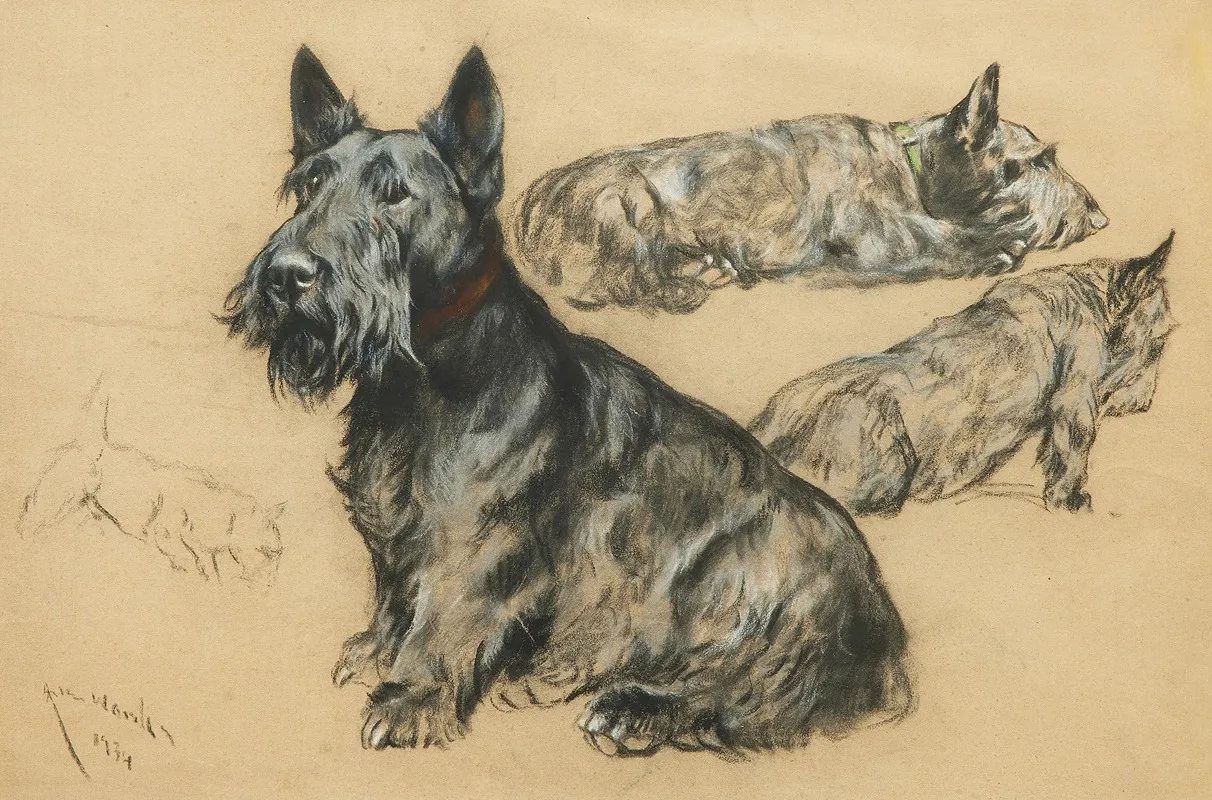 Studies Of A Scottish Terrier