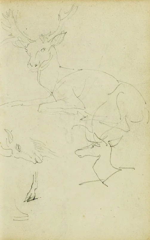 Studies Of A Seated Stag A Fawn A Goat Head Wall Art by Théodore Géricault - Canvas Print
