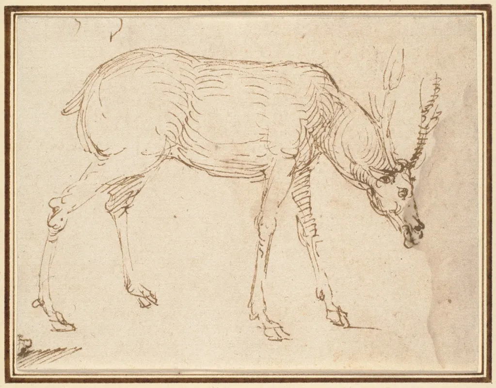 Studies Of A Stag