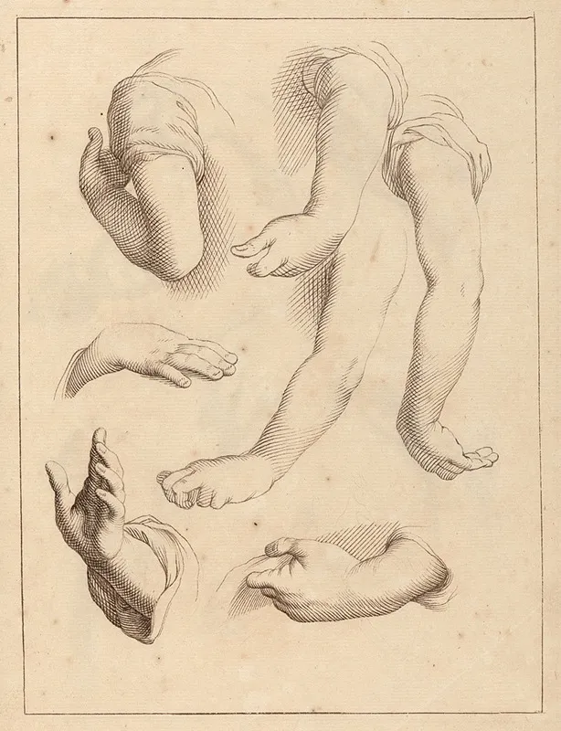 Studies Of Arms And Hands