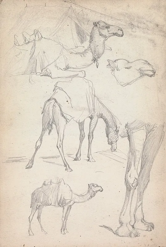 Studies Of Camels