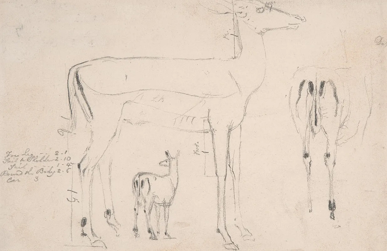 Studies Of Deer Three On On Sheet