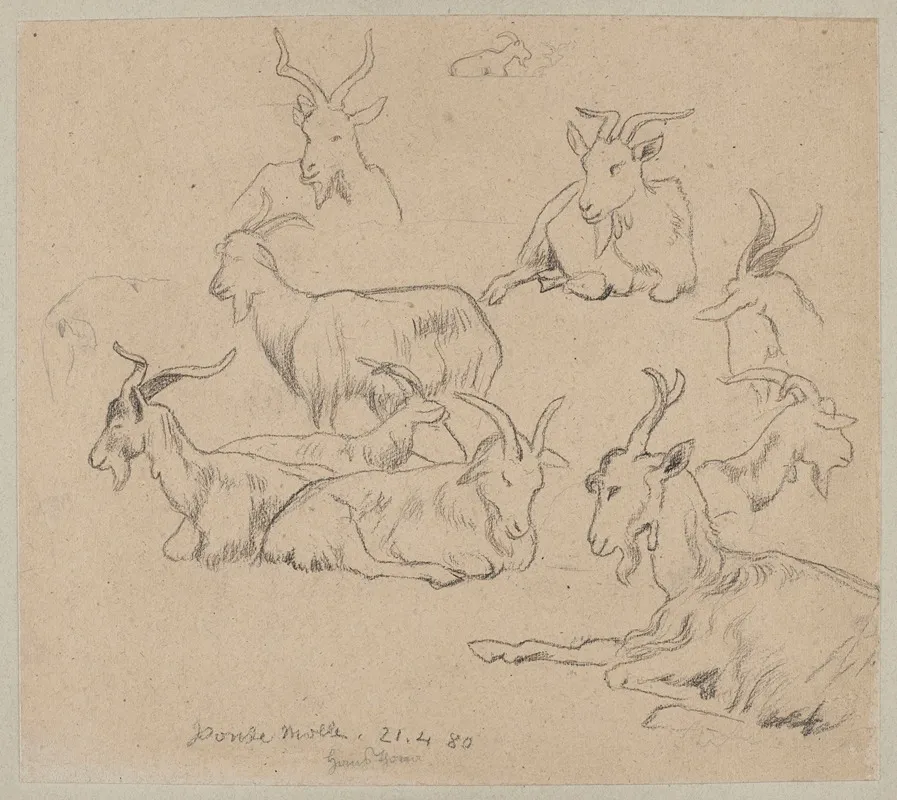 Studies Of Goats 2