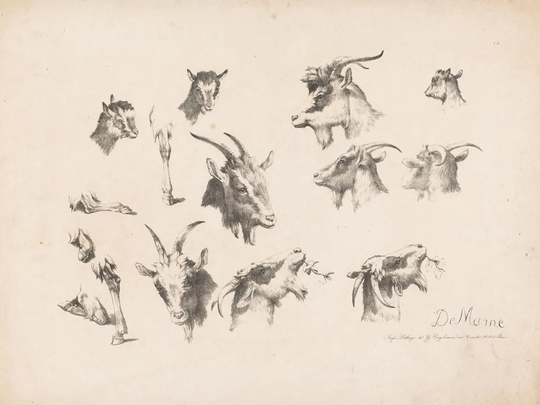 Studies Of Goats 3