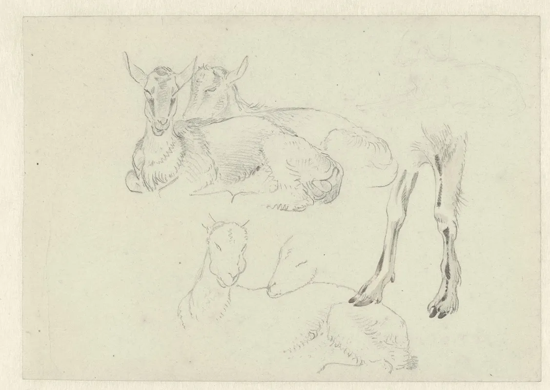 Studies Of Goats
