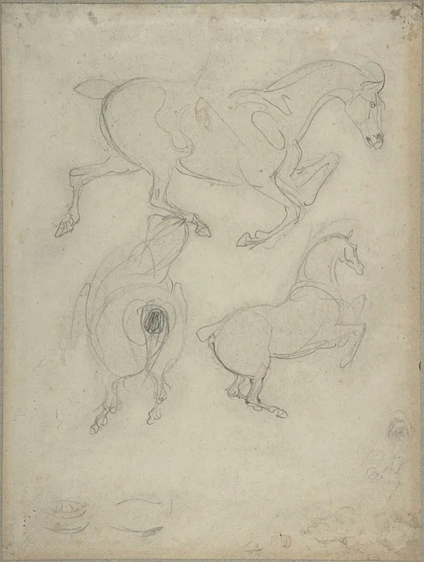 Studies Of Horses