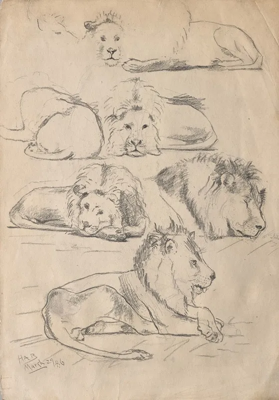 Studies Of Lions