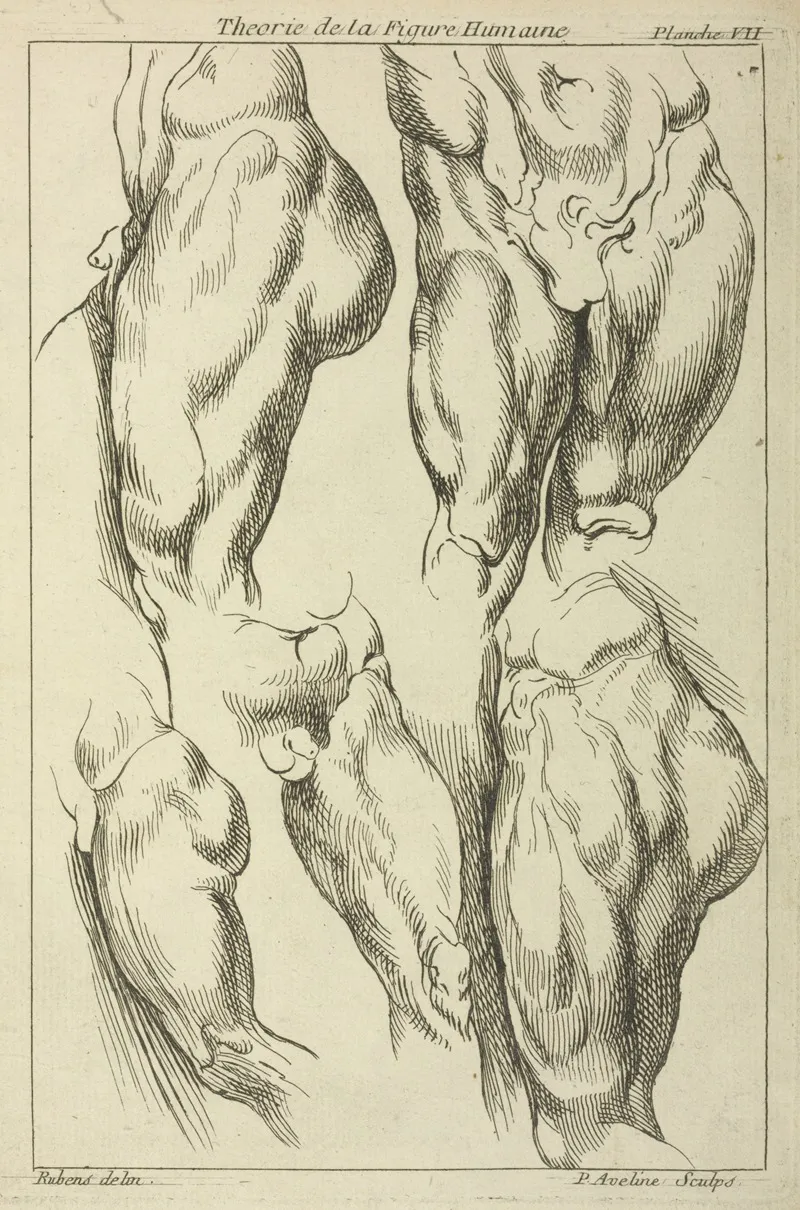 Studies Of Male Loins Wall Art by Peter Paul Rubens - High-Resolution Digital Print