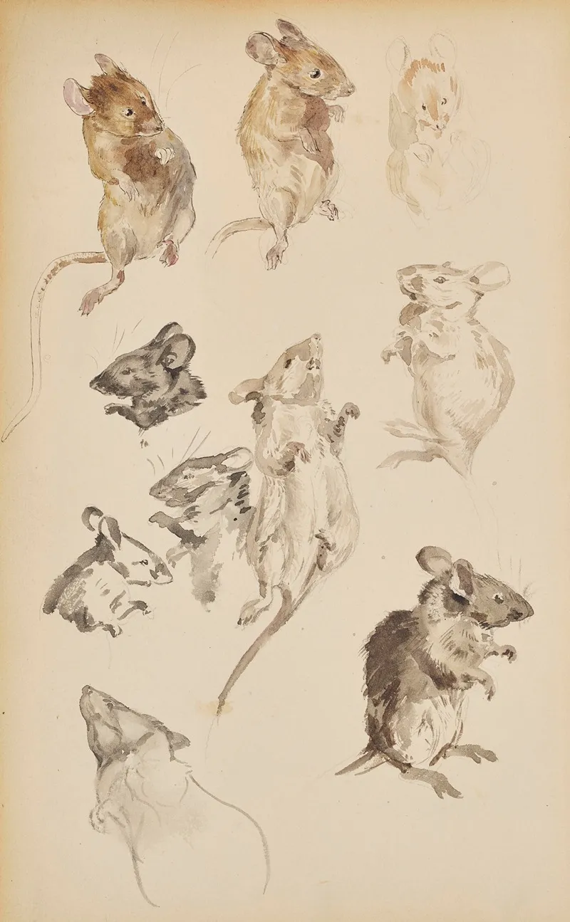 Studies Of Mice Wall Art by Beatrix Potter - High-Resolution Digital Print