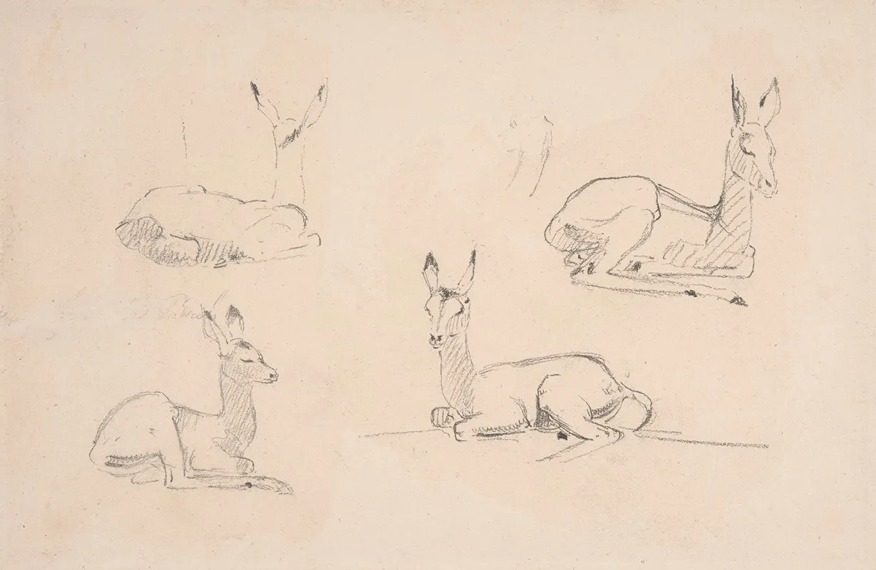 Studies Of Pallah Deer Resting