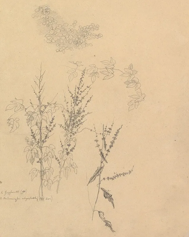 Studies Of Plants Wall Art by Johann Wilhelm Preyer - High-Resolution Digital Print