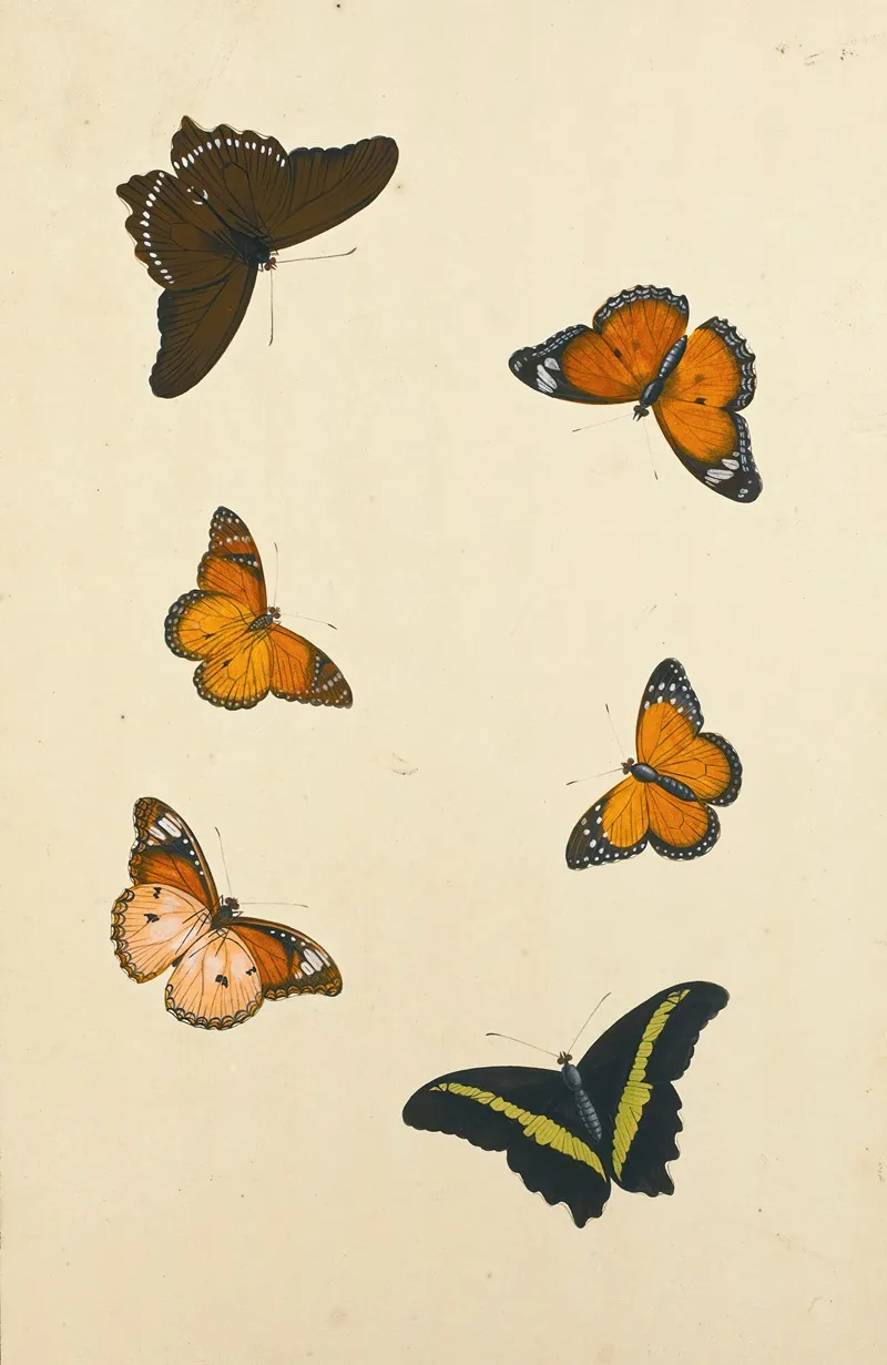 Studies Of Six Butterflies Wall Art by Nicolaas Struyk - High-Resolution Digital Print