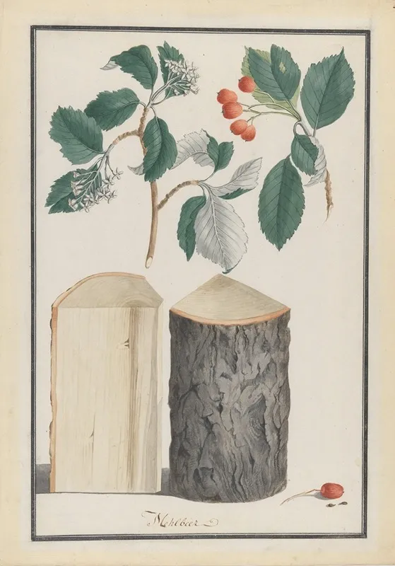 Studies Of The Leaves Blossoms Fruits And Trunk Of A Whitebeam Sorbus Subgenus Aria Wall Art by Ludwig Pfleger - High-Resolution Digital Print