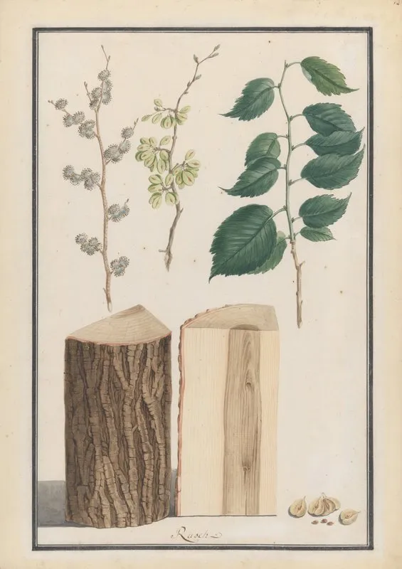 Studies Of The Leaves Blossoms Fruits And Trunk Of An English Elm Ulmus Procera Wall Art by Ludwig Pfleger - High-Resolution Digital Print