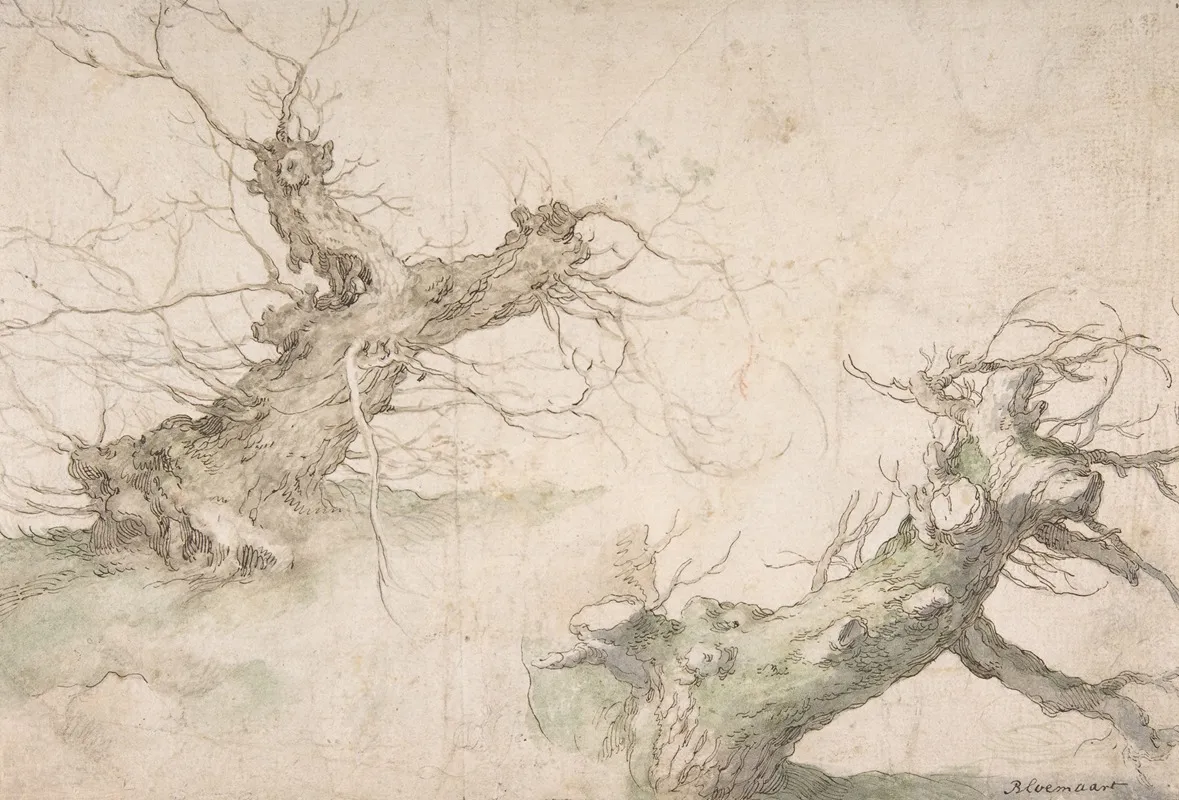 Studies Of Two Pollard Willows