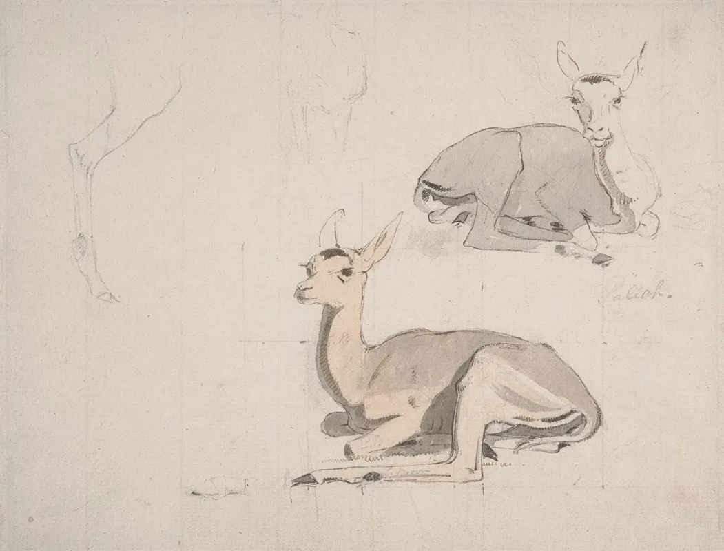 Studies Of Young Pallah Deer Resting