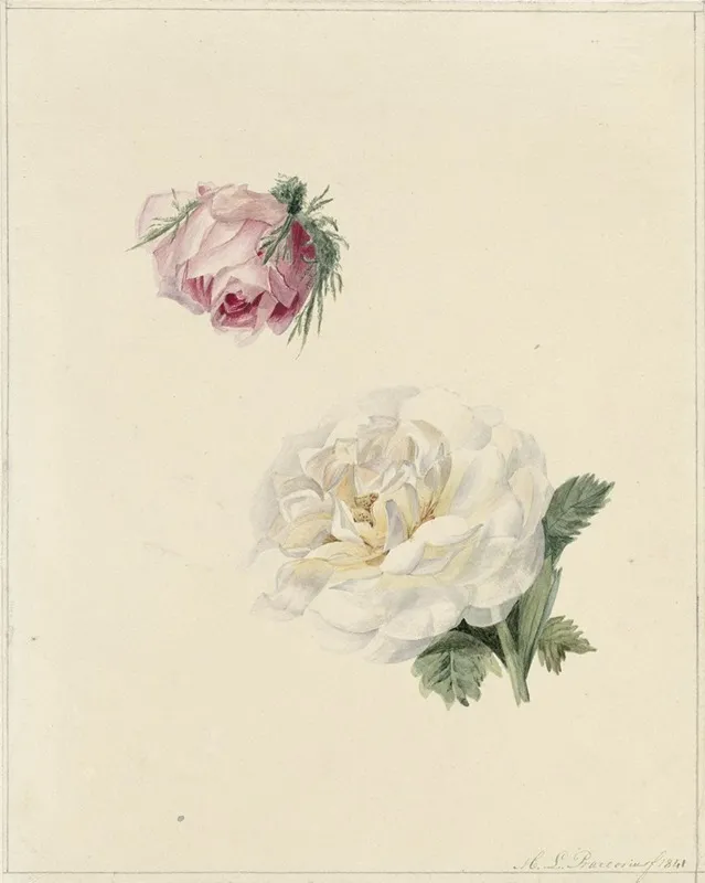 Studies Van Een Roze En Een Witte Roos Wall Art by Marie Louise Praetorius - High-Resolution Digital Print