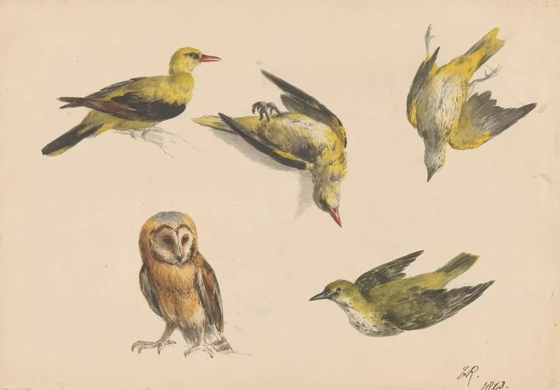 Studies Van Een Uil En Twee Wielewalen Wall Art by Henriëtte Ronner-Knip - High-Resolution Digital Print