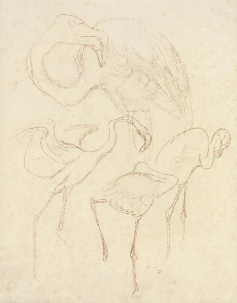 Studies Van Flamingos