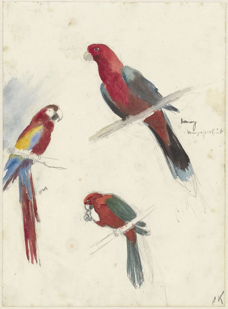 Studies Van Papegaaien Wall Art by Anna Maria Kruijff - High-Resolution Digital Print