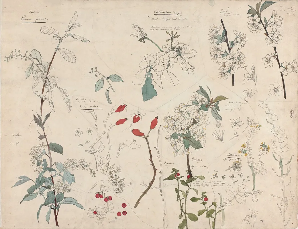 Studies Van Planten 2