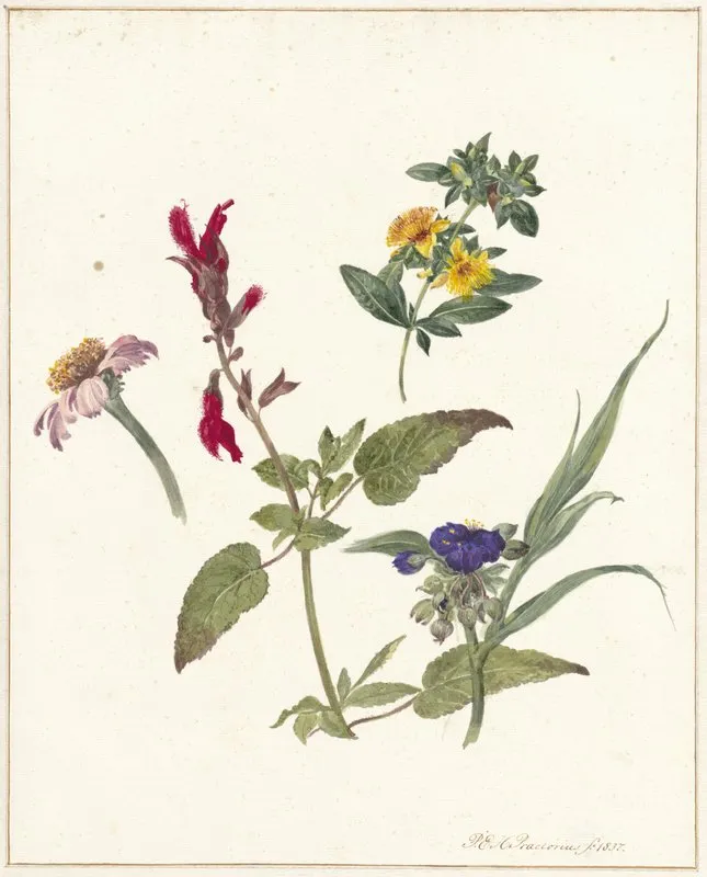 Studies Van Veldbloemen Wall Art by Pieter Ernst Hendrik Praetorius - High-Resolution Digital Print