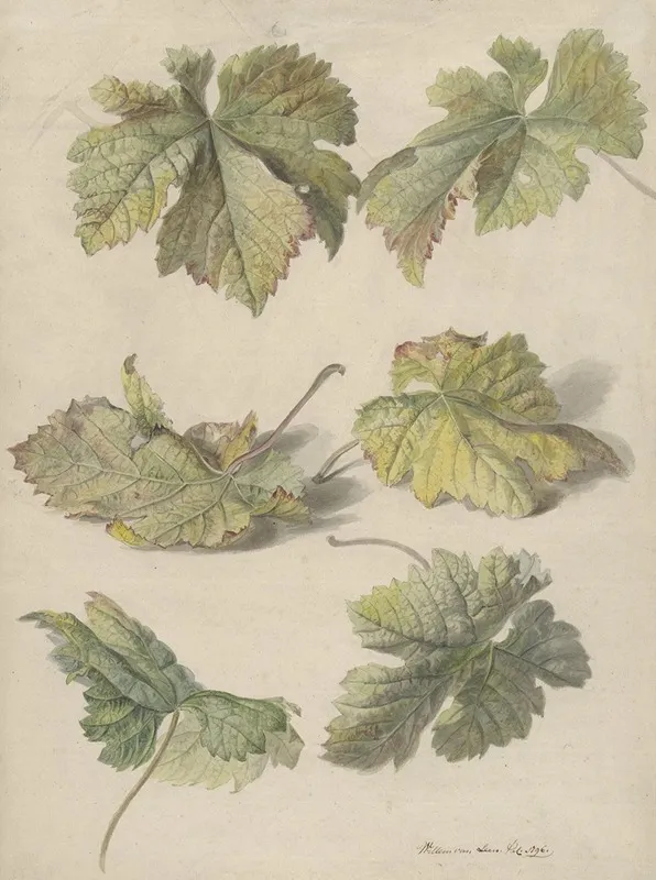 Studies Van Wingerdbladen