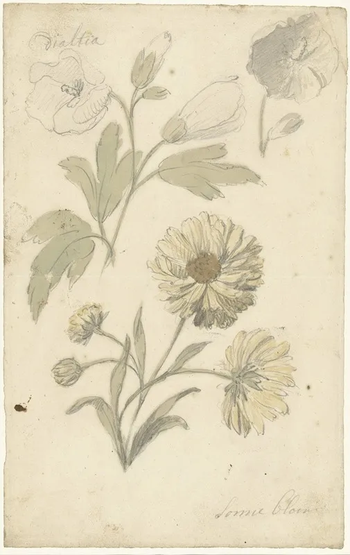 Studies Van Zonnebloemen En Dialtia