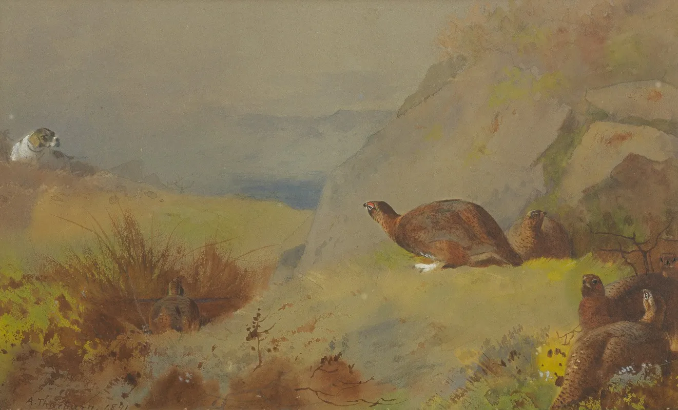 Study For Grouse On The Moor Wall Art by Archibald Thorburn - High-Resolution Digital Print