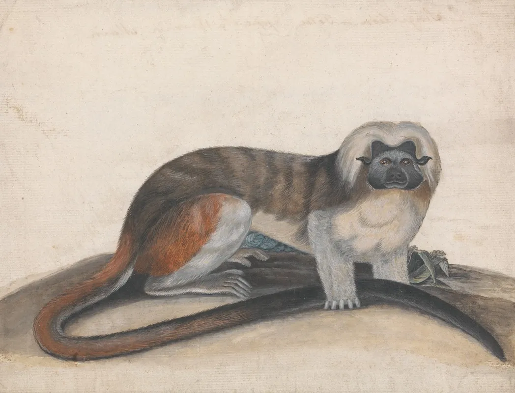 Study For The Pinche Or Red Tailed Monkey Wall Art by Thomas Bewick - High-Resolution Digital Print