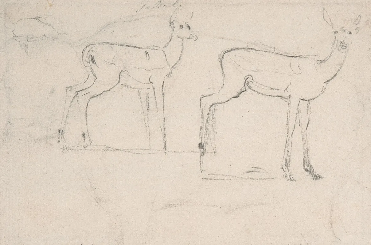 Study For Two Standing Pallah Deer
